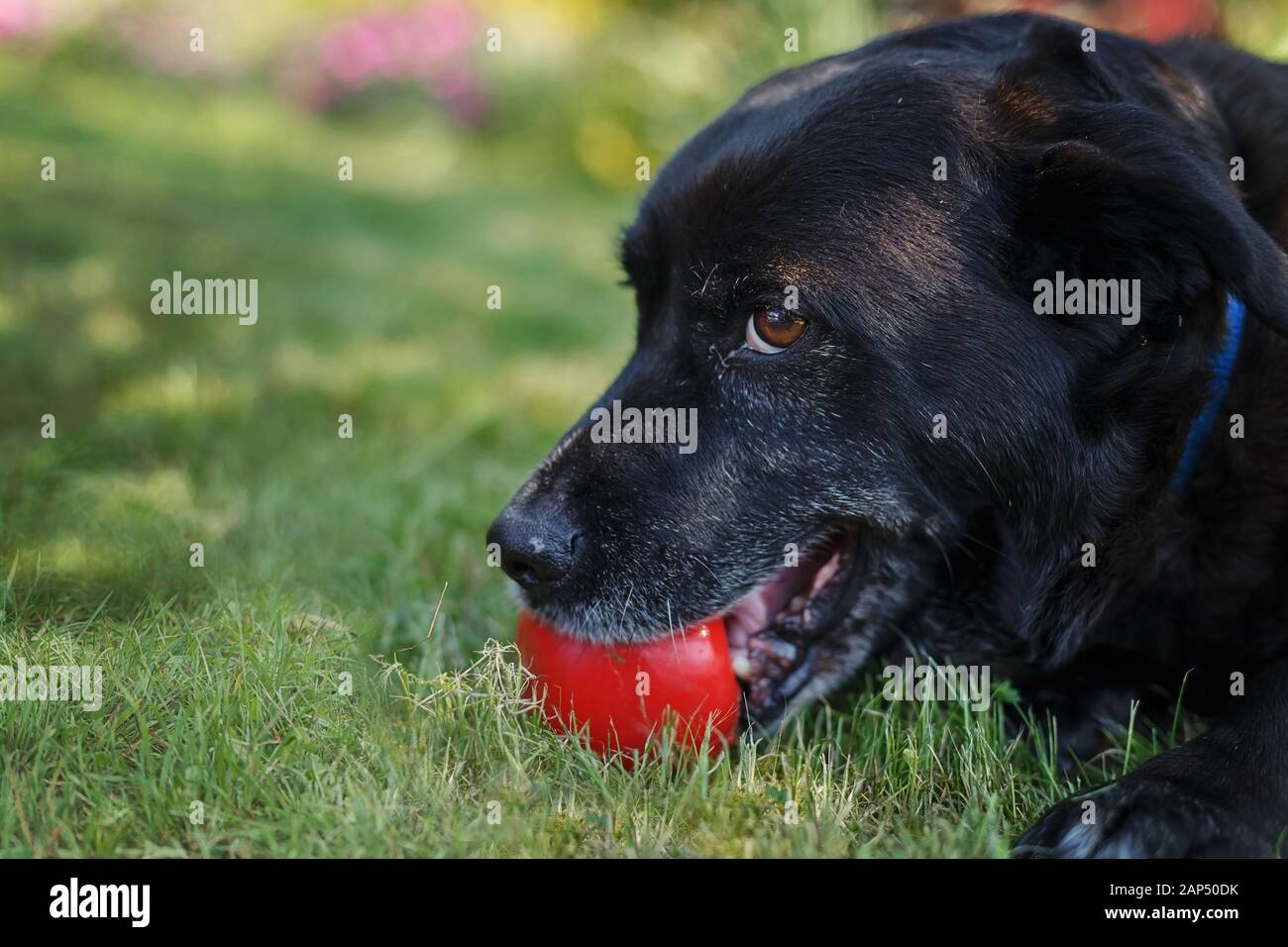 Headshot de Labrador noir retriever avec le ballon rouge dans sa bouche, en posant sur l'herbe verte. Banque D'Images