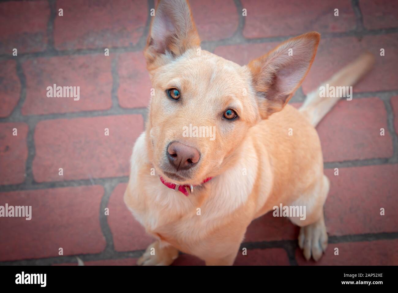 Chien clair et obéissant au brun pâle avec col rouge assis, regardant avec des yeux et une expression brillants Banque D'Images