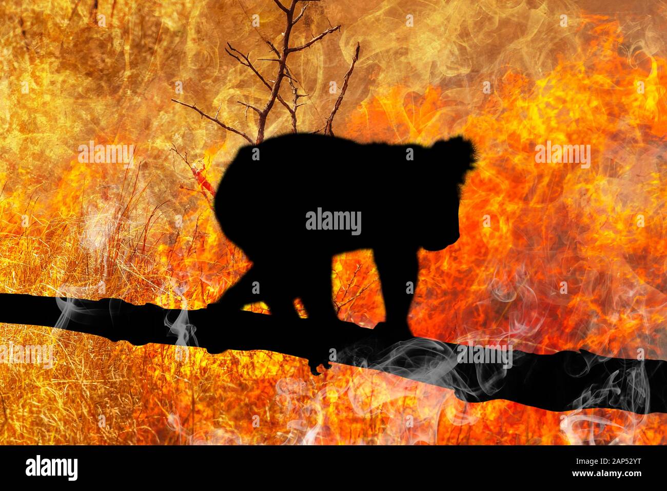 La survie de Koala à risque. Le Koala silhouette sur branche d'eucalyptus s'échapper de brousse australienne en 2019 et 2020. Enregistrer : conceptuel global, koala Banque D'Images