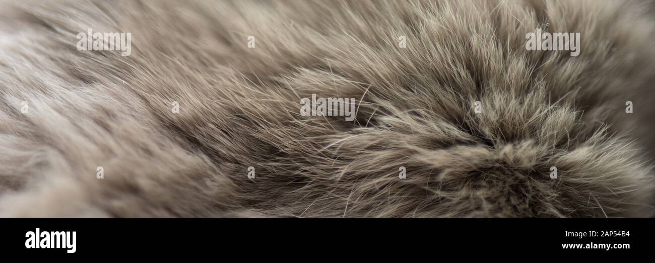 La fourrure de lapin brun close up. Macro photo. Soft focus sélectif Banque D'Images