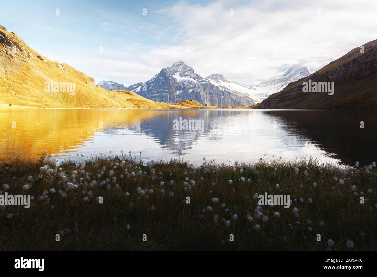 Vue pittoresque sur les Alpes Suisses dans le lac de Bachalp montagnes. Floraison de fleurs blanches sur un premier plan. La vallée de Grindelwald, Suisse. Photographie de paysage Banque D'Images
