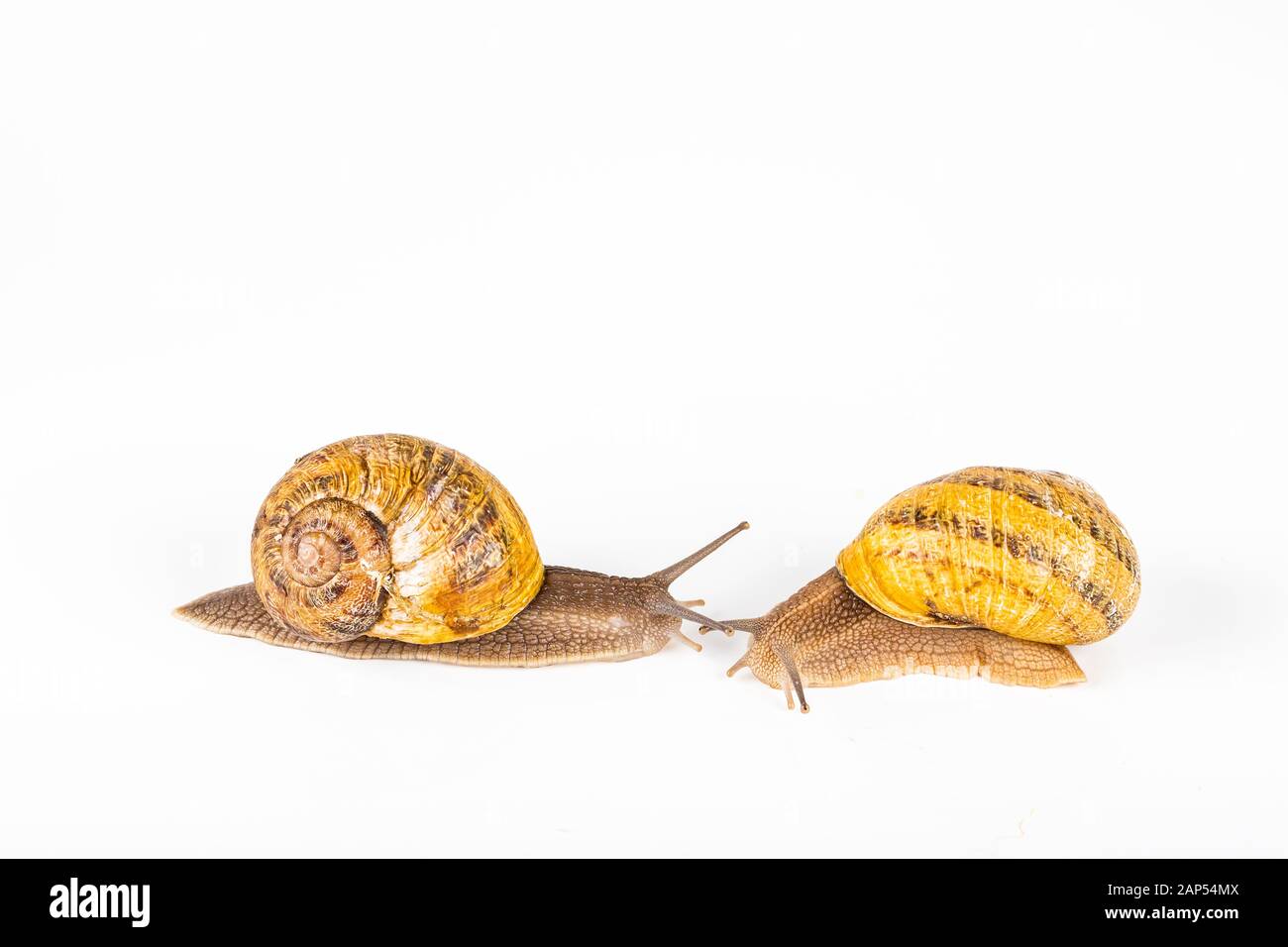 Les escargots de jardin prêts pour la course sur fond blanc. Concept de l'équipe compétition Banque D'Images