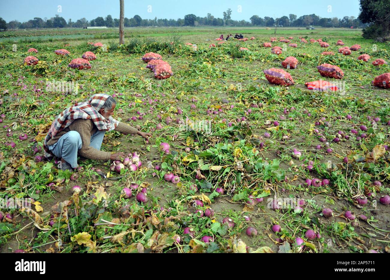 Jammu-et-Cachemire sous contrôle indien. 21 Jan, 2020. Les récoltes d'un travailleur agricole à un navet au Jammu-et-Cachemire sous contrôle indien, 21 janvier 2020. Credit : Str/Xinhua/Alamy Live News Banque D'Images