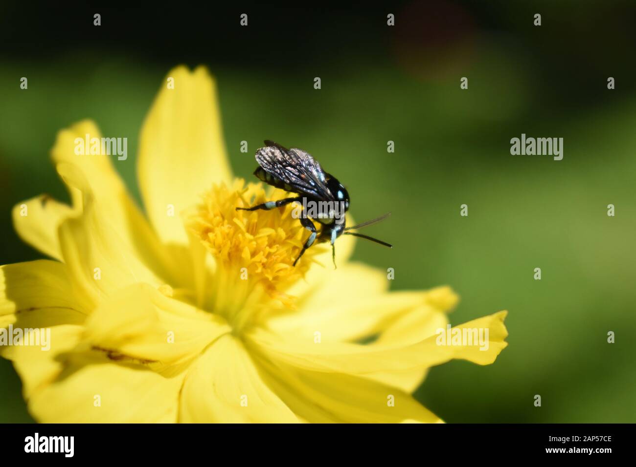 Une abeille manteau et poignard (Thyreus nitidulus) à la recherche de nectar sur une fleur de cosmos soufrée. Surakarta, Indonésie. Banque D'Images