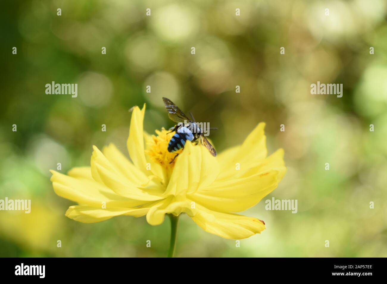 Une abeille dague manteau (Thyreus sp) à la recherche de nectar sur une fleur de cosmos de soufre. Surakarta, Indonésie. Banque D'Images