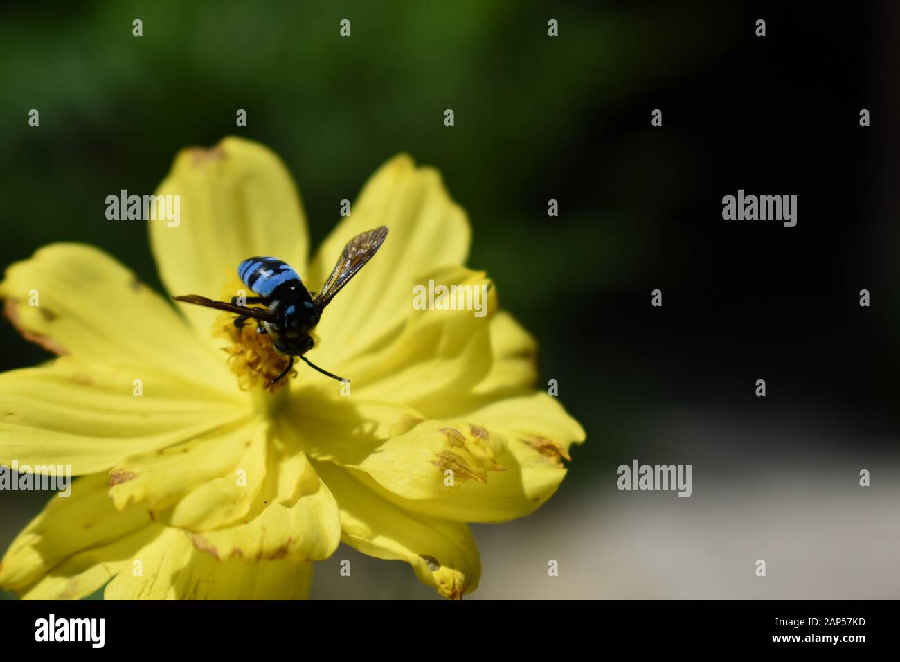 Une abeille fluo (Thyreus nitidulus) à la recherche de nectar sur une fleur de cosmos de soufre.Surakarta, Indonésie. Banque D'Images