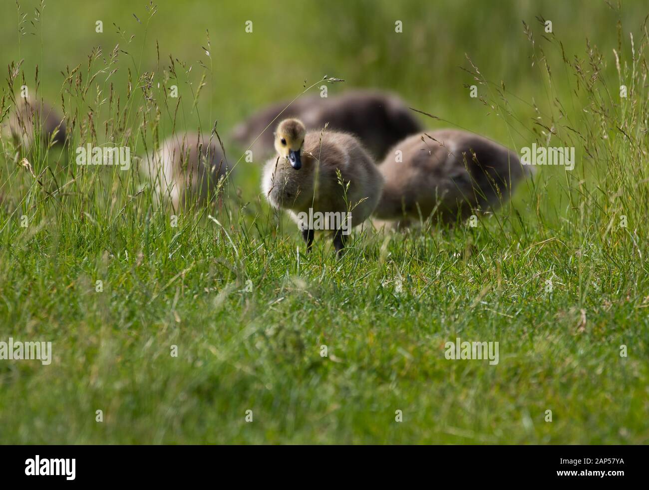 Des gossings mignons et douillets se foraging dans un pré vert animé Banque D'Images