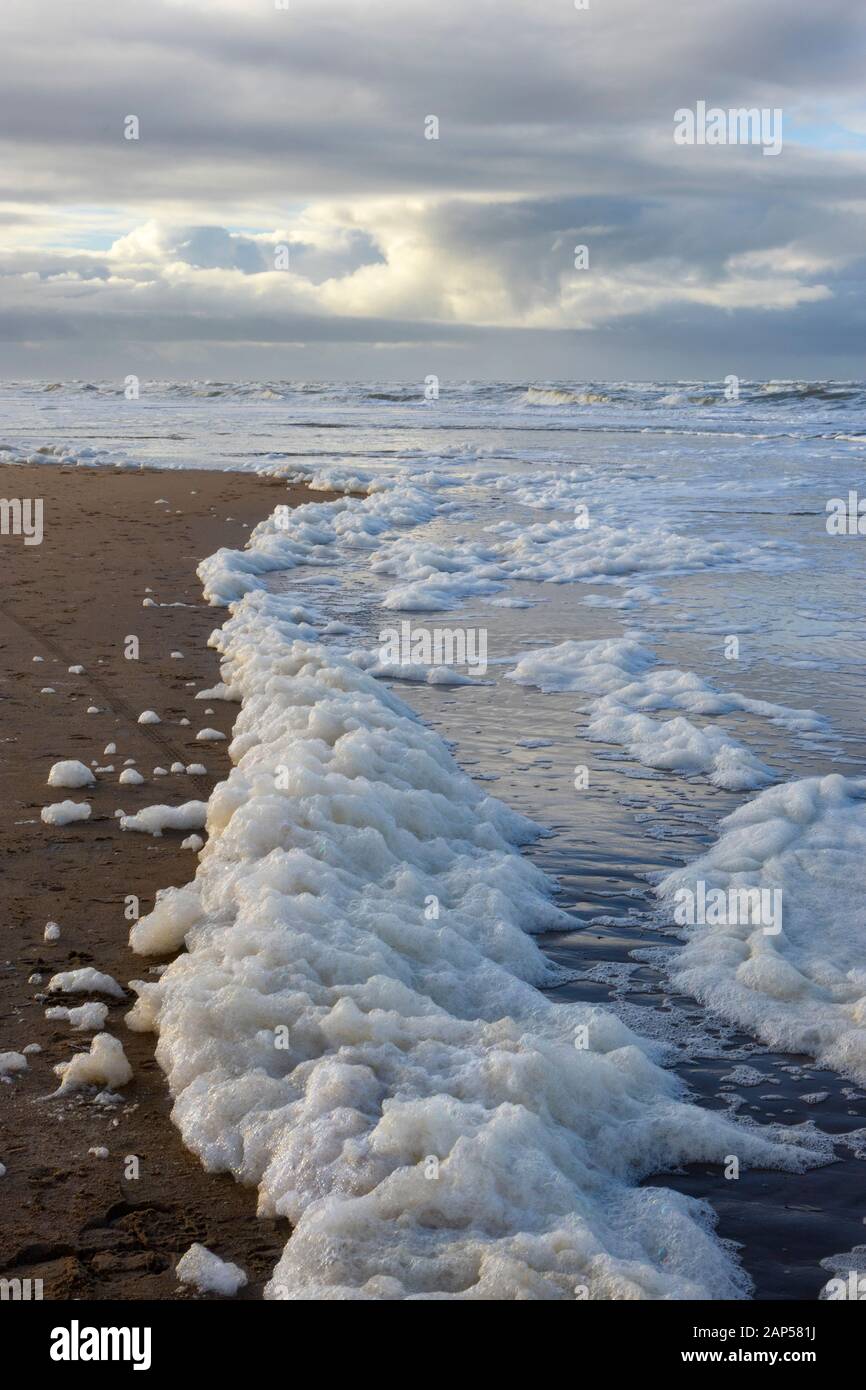 Phaeocystis, clade des algues, le long de la mer du Nord sur la plage Banque D'Images