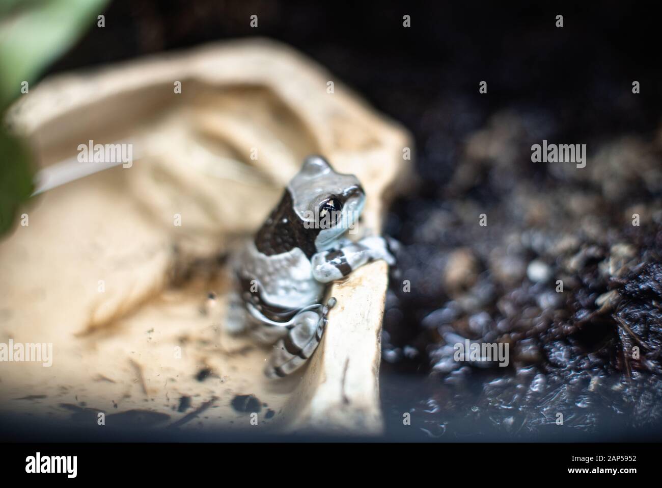 Bleu et noir poison grenouille Dendrobates auratus dof net espace pour le texte macro reptile jungle aquarium maison animal mignon Banque D'Images