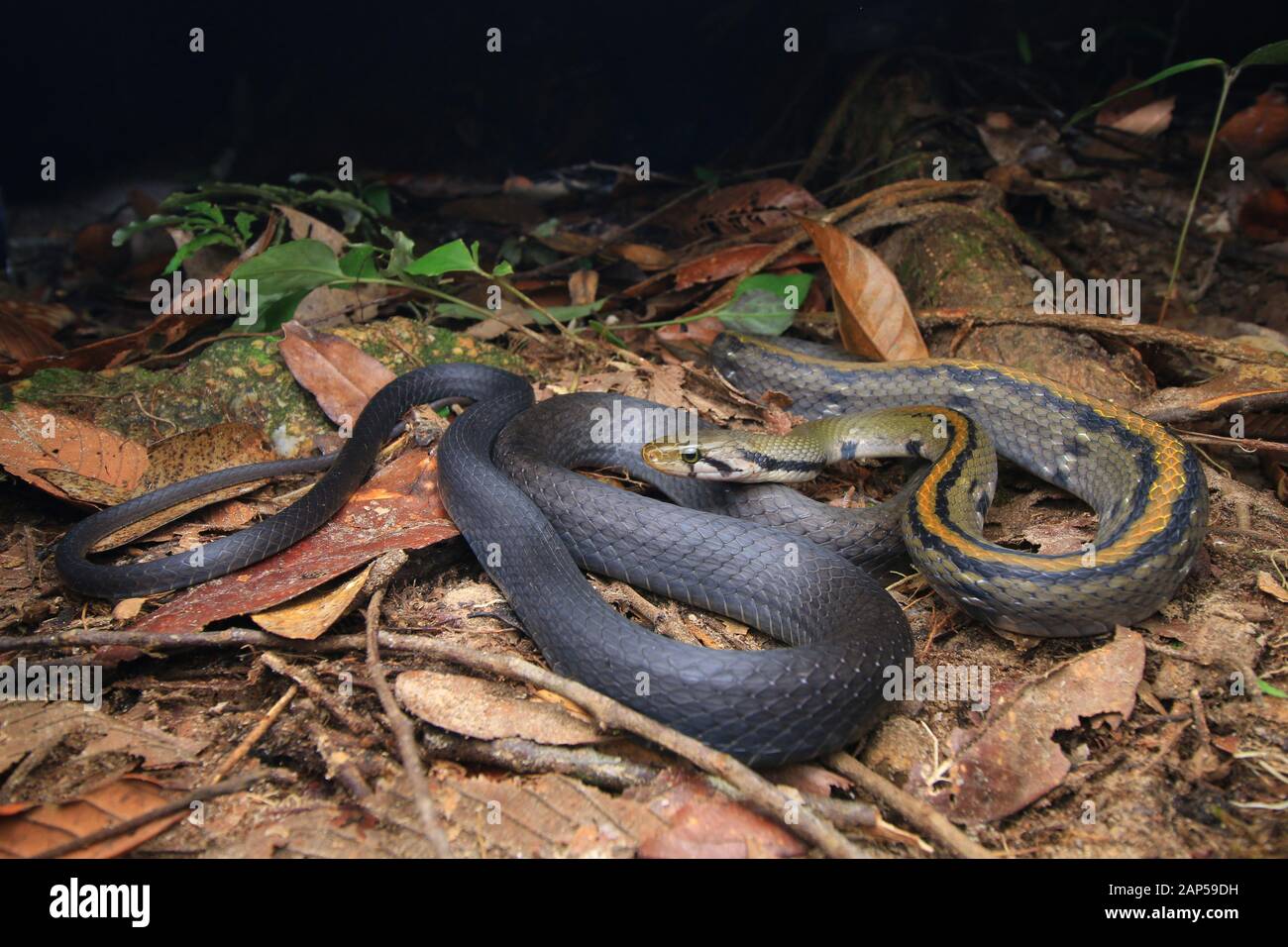 Malayan Racer, Coelognathus Flavolineatus Banque D'Images
