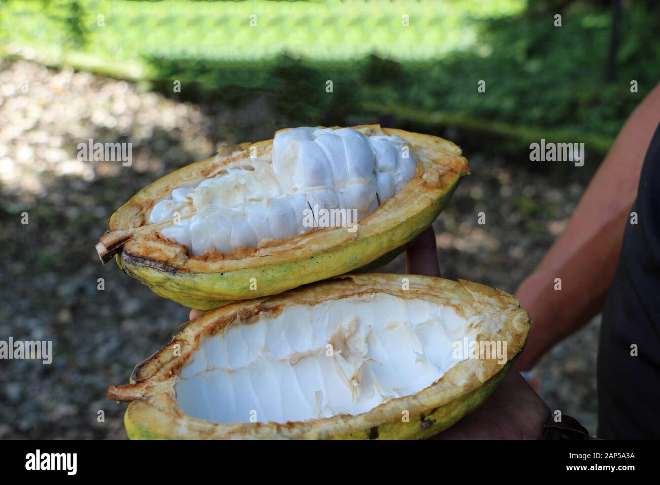 Ouvrir les fruits de cacao dans la forêt tropicale de plantes Équateur Banque D'Images