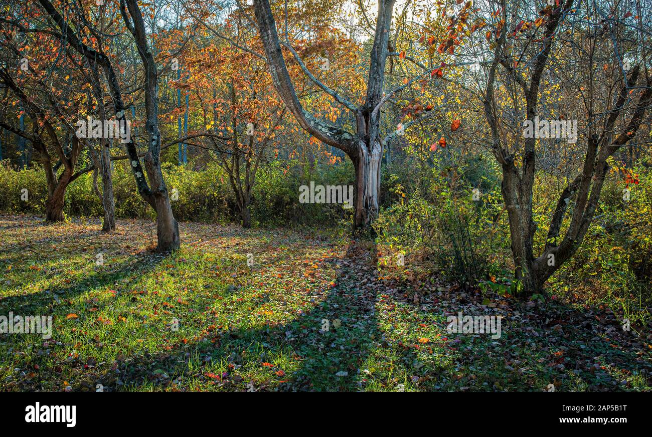 Arbres à feuilles caduques rétroéclairés par le soleil début novembre dans le centre de la Virginie, dans la zone naturelle d'Ivy Creek près de Charlottesville. Banque D'Images