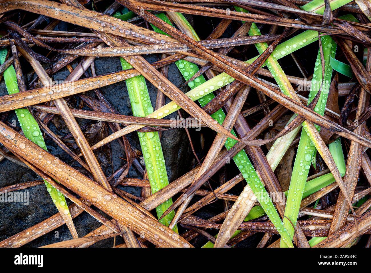 Feuilles de l'iris du drapeau bleu (Iris versicolor) recouvertes de gouttes de pluie en hiver dans le centre de la Virginie Banque D'Images