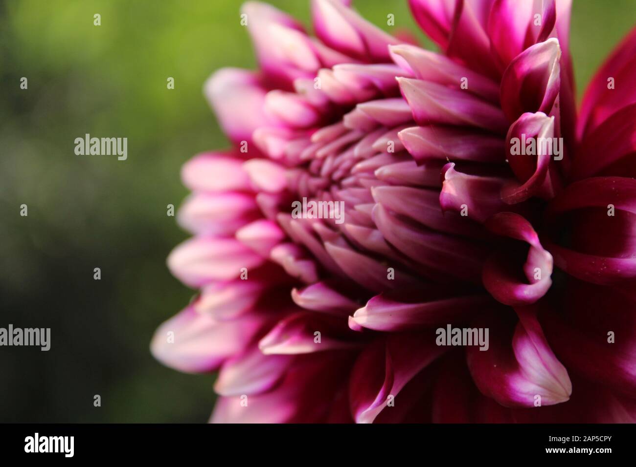 Magnifique dahlia rose fleuri avec fond vert. Le dahlia rose est un genre de plantes de dahlia roses fleuries de la famille des tournesol. Banque D'Images