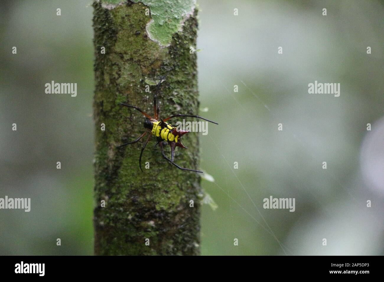 Spider hérissés sur l'arbre en Equateur Banque D'Images