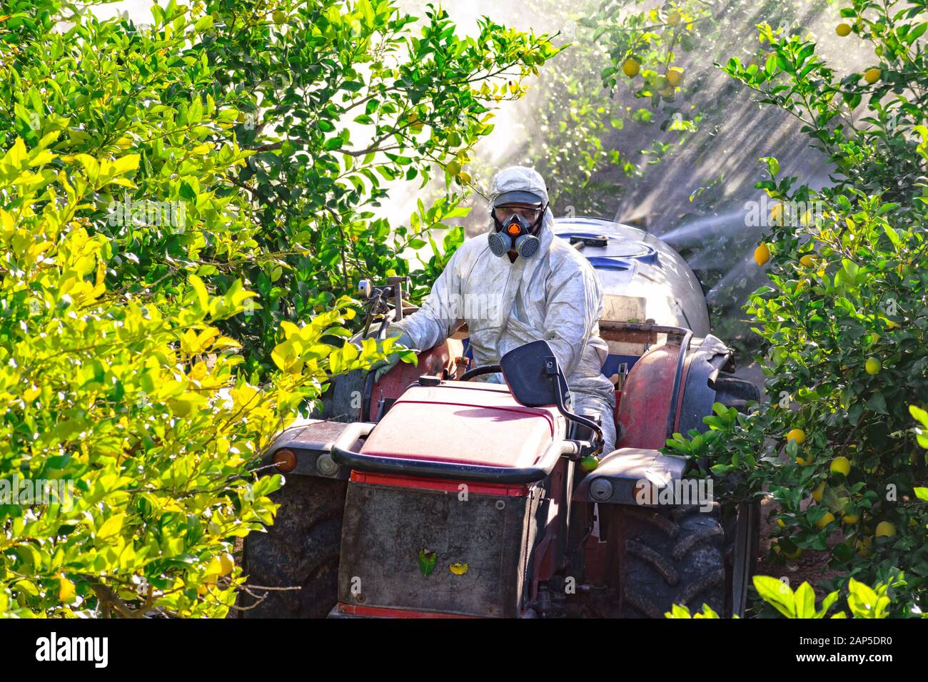 La pulvérisation d'insecticides et de pesticides du tracteur sur plantation de citron en Espagne. Fumigation insecticide contre les mauvaises herbes. Organic agriculture écologique. Un pulvérisateur machin Banque D'Images