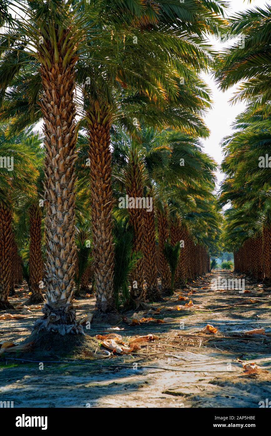 Plantation de palmiers Washingtonia filifera, Désert, fan palm. Southern California USA Banque D'Images