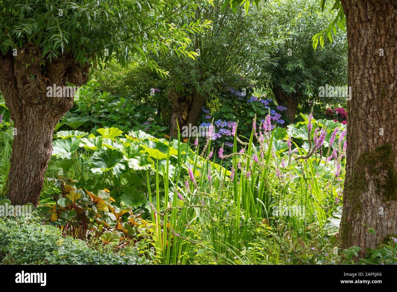 Grand jardin avec plantes et fleurs entre deux saules têtards Banque D'Images