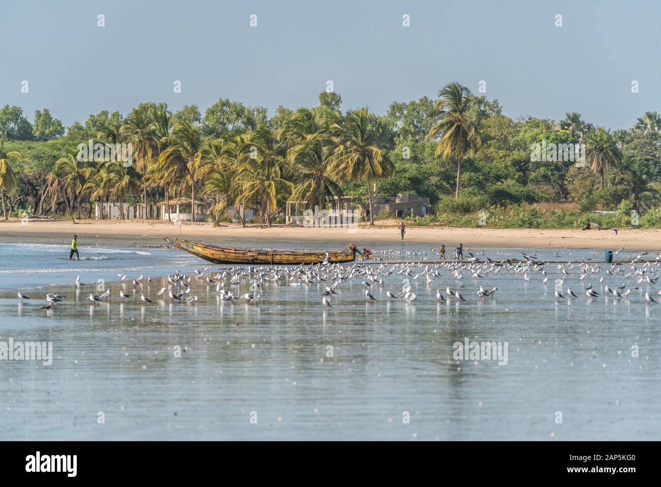 Ein Schwarm Möwen am Strand von Sanyang, Gambie, Westafrika | troupeaux de mouettes sur la plage de Sanyang, Gambie, Afrique de l'Ouest, Banque D'Images