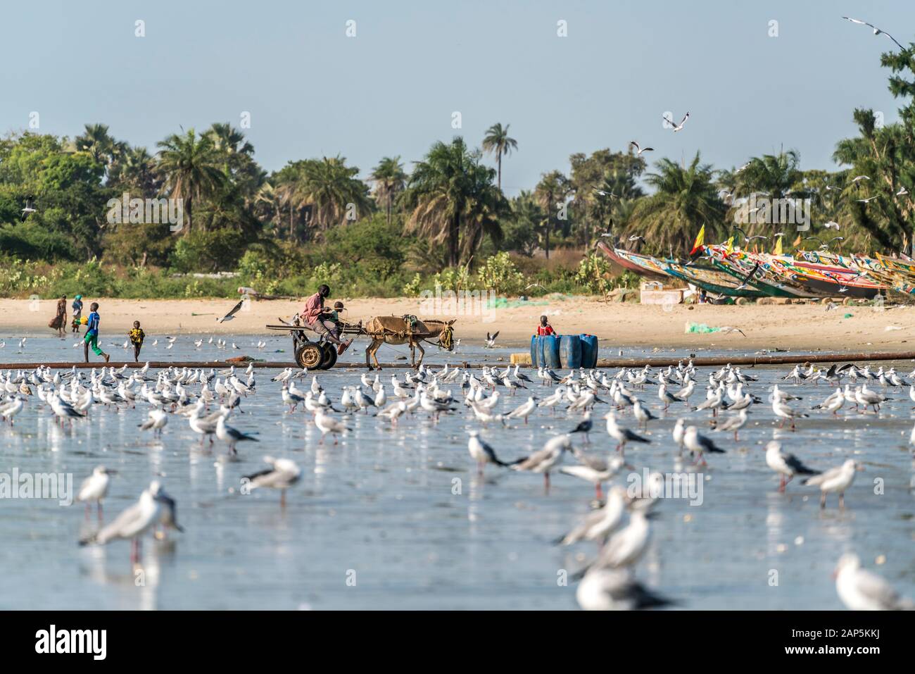 Ein Schwarm Möwen am Strand von Sanyang, Gambie, Westafrika | troupeaux de mouettes sur la plage de Sanyang, Gambie, Afrique de l'Ouest, Banque D'Images