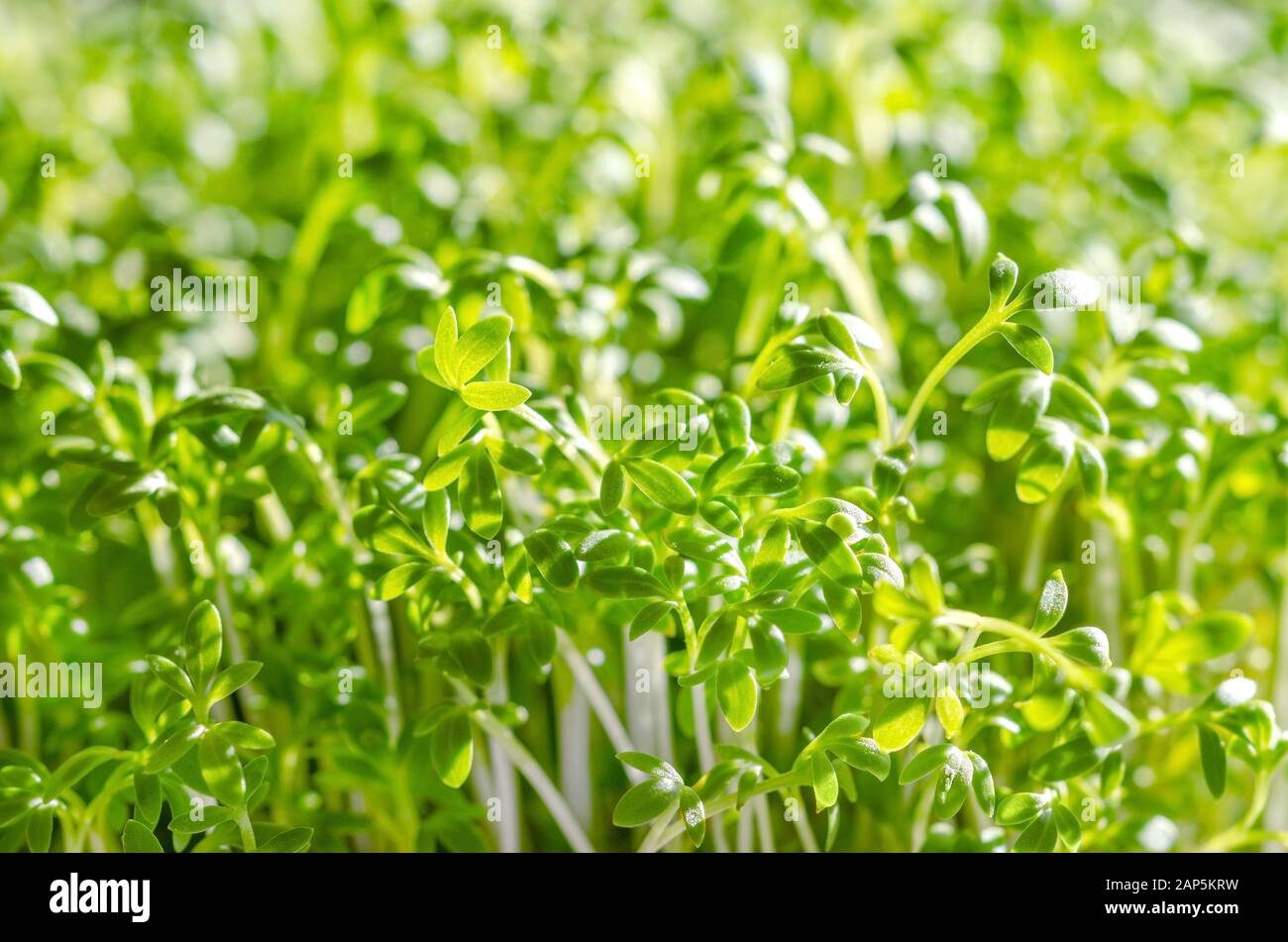 Le cresson alénois pousses croissant dans la lumière du soleil. Vue avant du cress, aussi pepperwort ou peppergrass. Lepidium sativum, une plante comestible à croissance rapide. Voir vert Banque D'Images