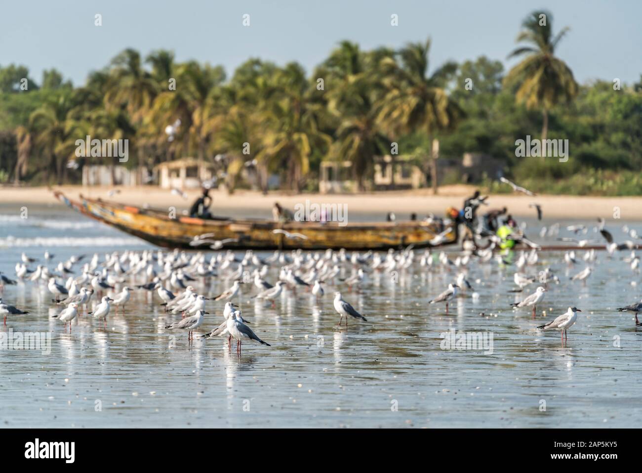 Ein Schwarm Möwen am Strand von Sanyang, Gambie, Westafrika | troupeaux de mouettes sur la plage de Sanyang, Gambie, Afrique de l'Ouest, Banque D'Images