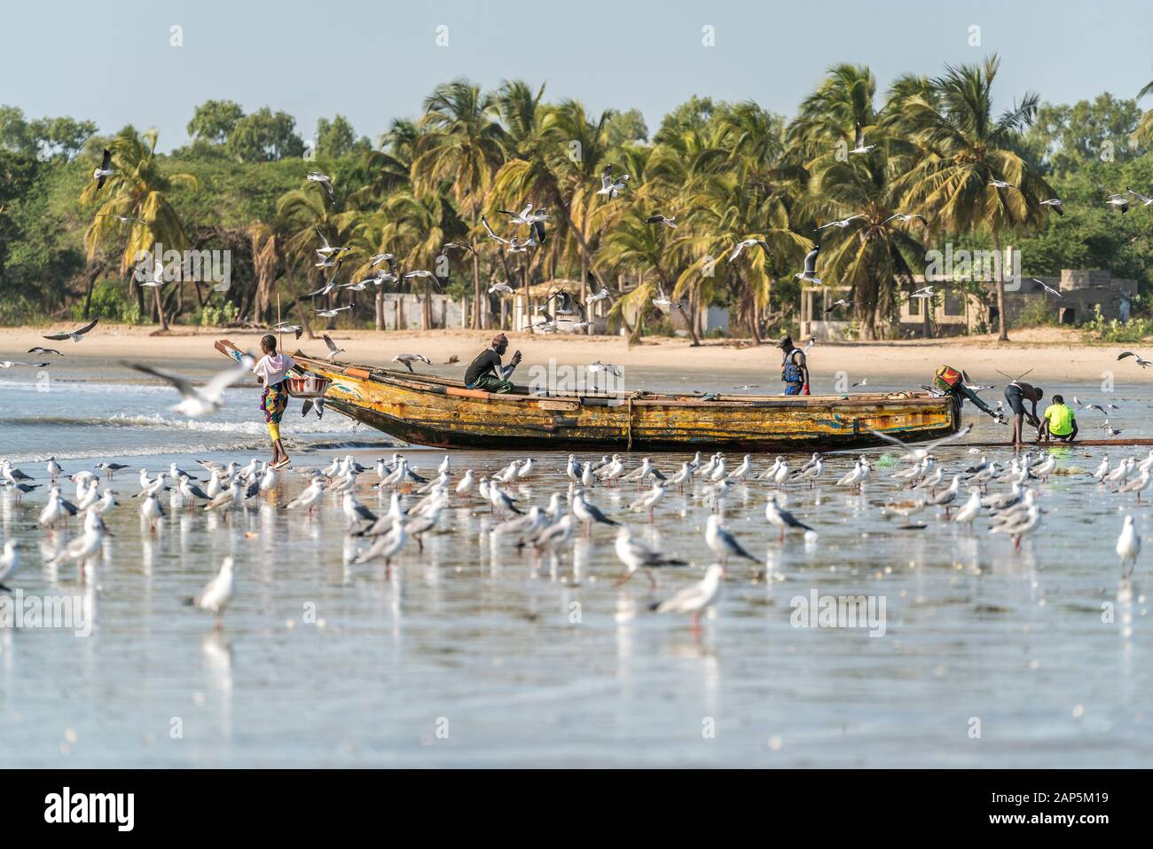 Ein Schwarm Möwen am Strand von Sanyang, Gambie, Westafrika | troupeaux de mouettes sur la plage de Sanyang, Gambie, Afrique de l'Ouest, Banque D'Images