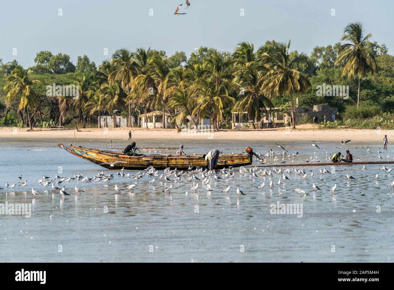 Ein Schwarm Möwen am Strand von Sanyang, Gambie, Westafrika | troupeaux de mouettes sur la plage de Sanyang, Gambie, Afrique de l'Ouest, Banque D'Images