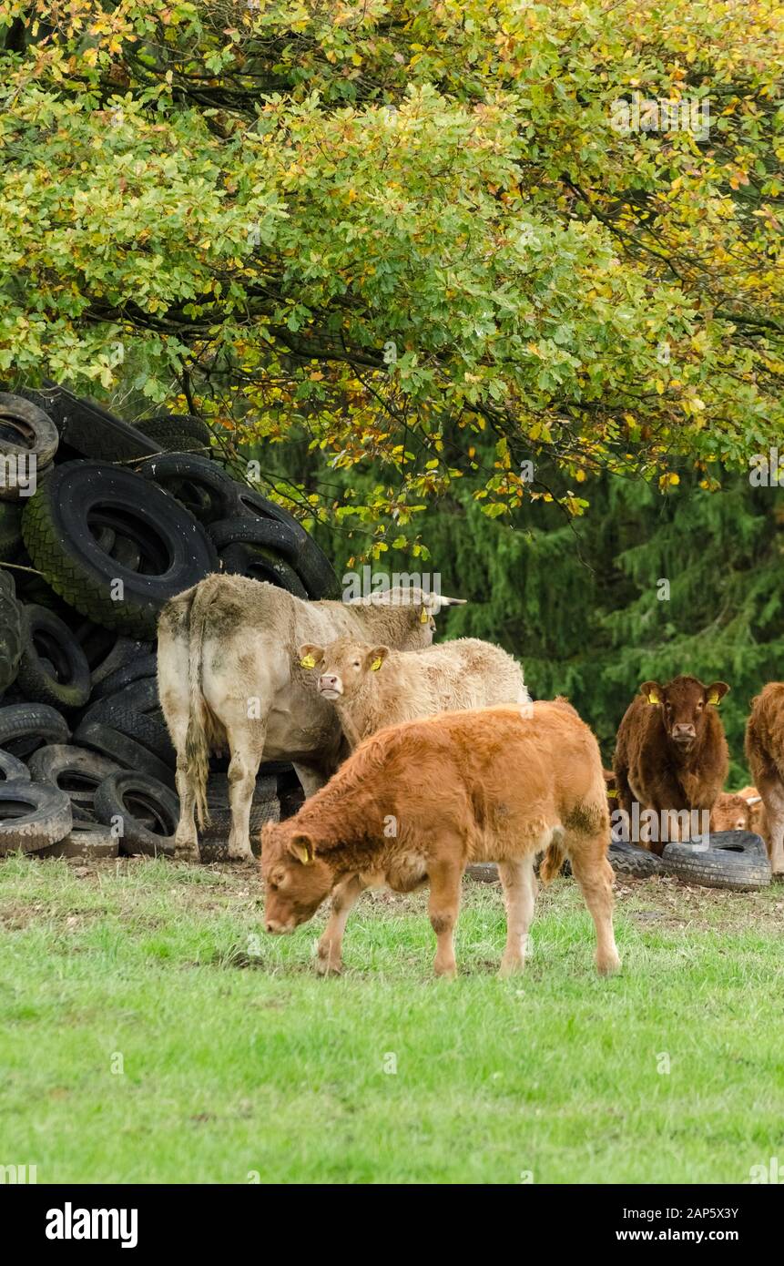 L'élevage de bovins domestiques, Bos taurus, près d'une ferme de bétail sur un pâturage en Allemagne, Europe de l'Ouest Banque D'Images
