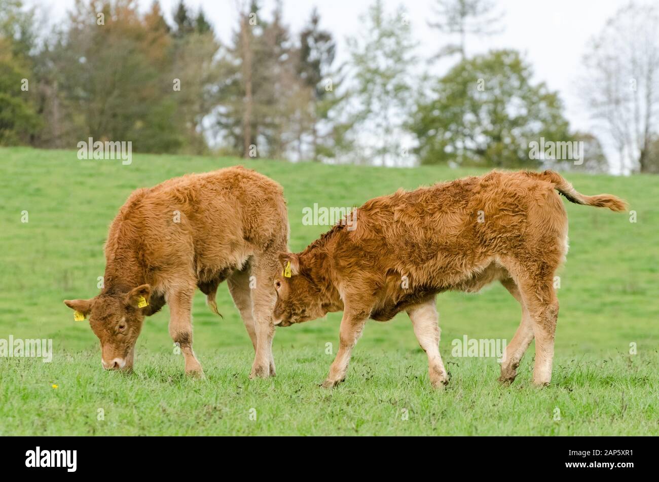 L'élevage de bovins domestiques, Bos taurus, près d'une ferme de bétail sur un pâturage en Allemagne, Europe de l'Ouest Banque D'Images