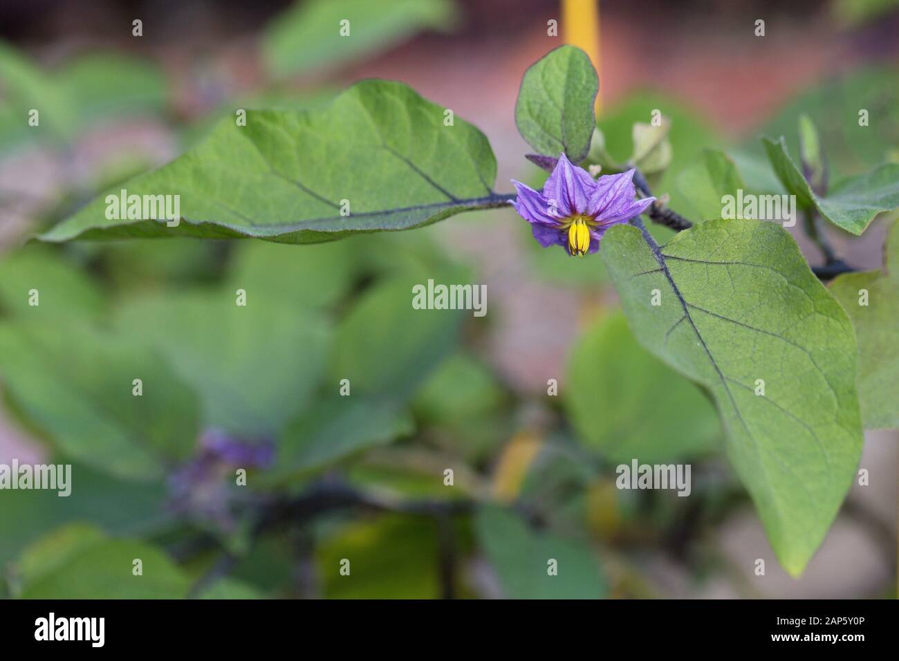Fleur d'Aubergine - Solanum melongena. Banque D'Images