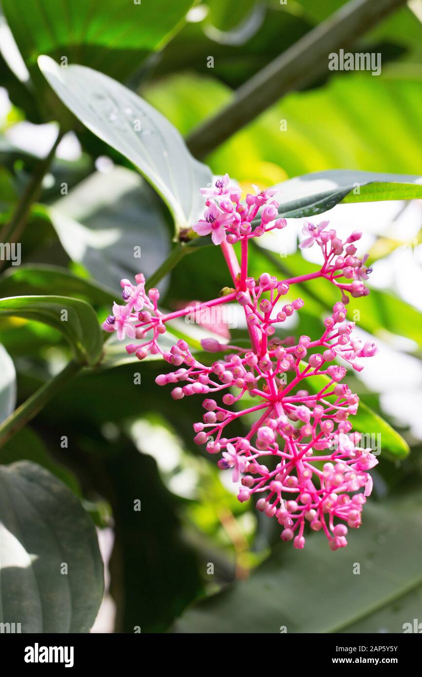 Cummingii Medinilla plant, Close up. Banque D'Images