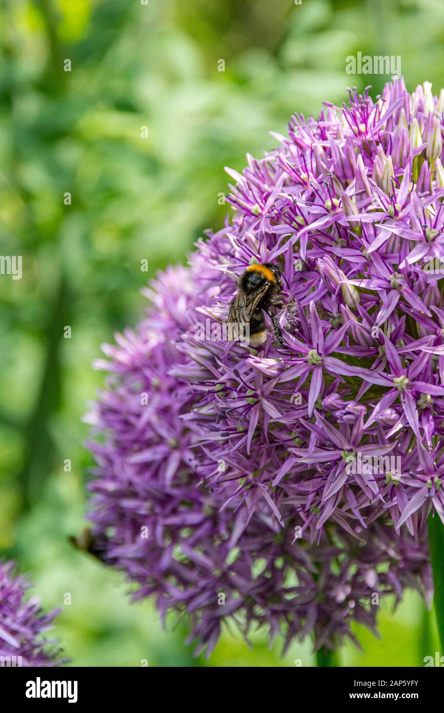 Gros plan de la tête de fleur d'Allium paralychii du côté, avec une alimentation en abeilles bourbée et un fond flou vert Banque D'Images