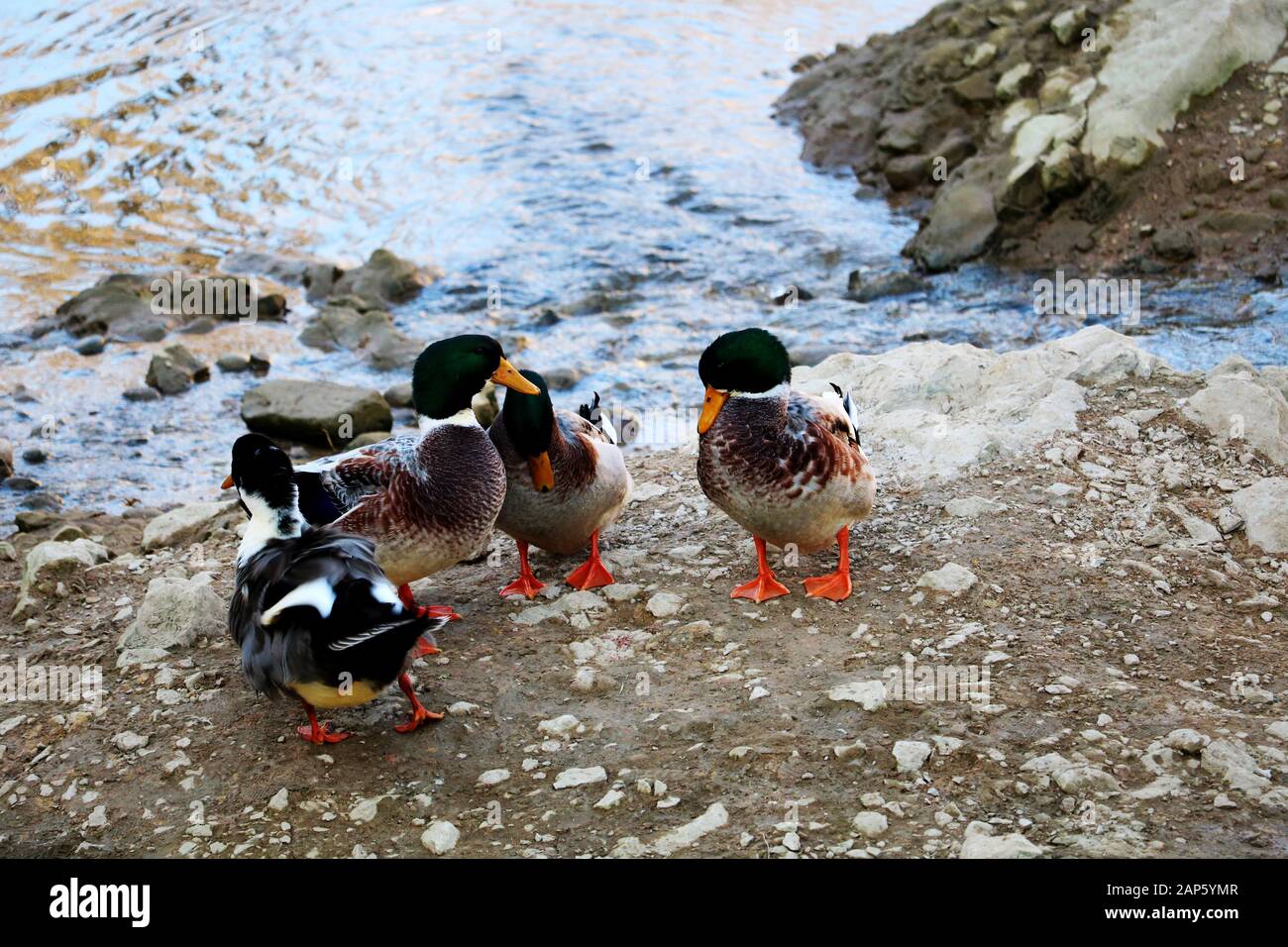 De belles Ducks ensemble Banque D'Images