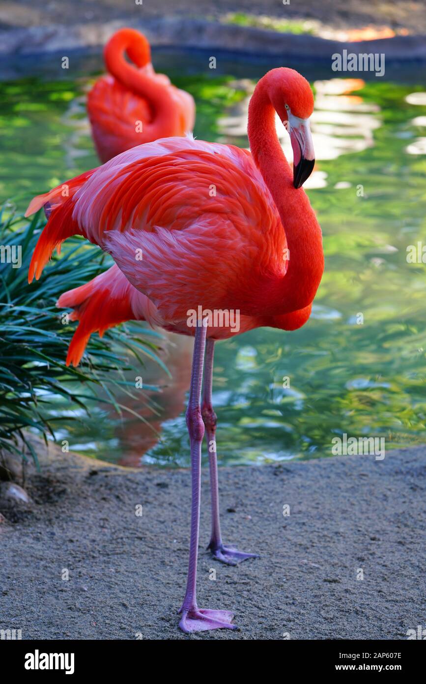 Chef d'un flamand rose debout sur une jambe, les oiseaux Banque D'Images