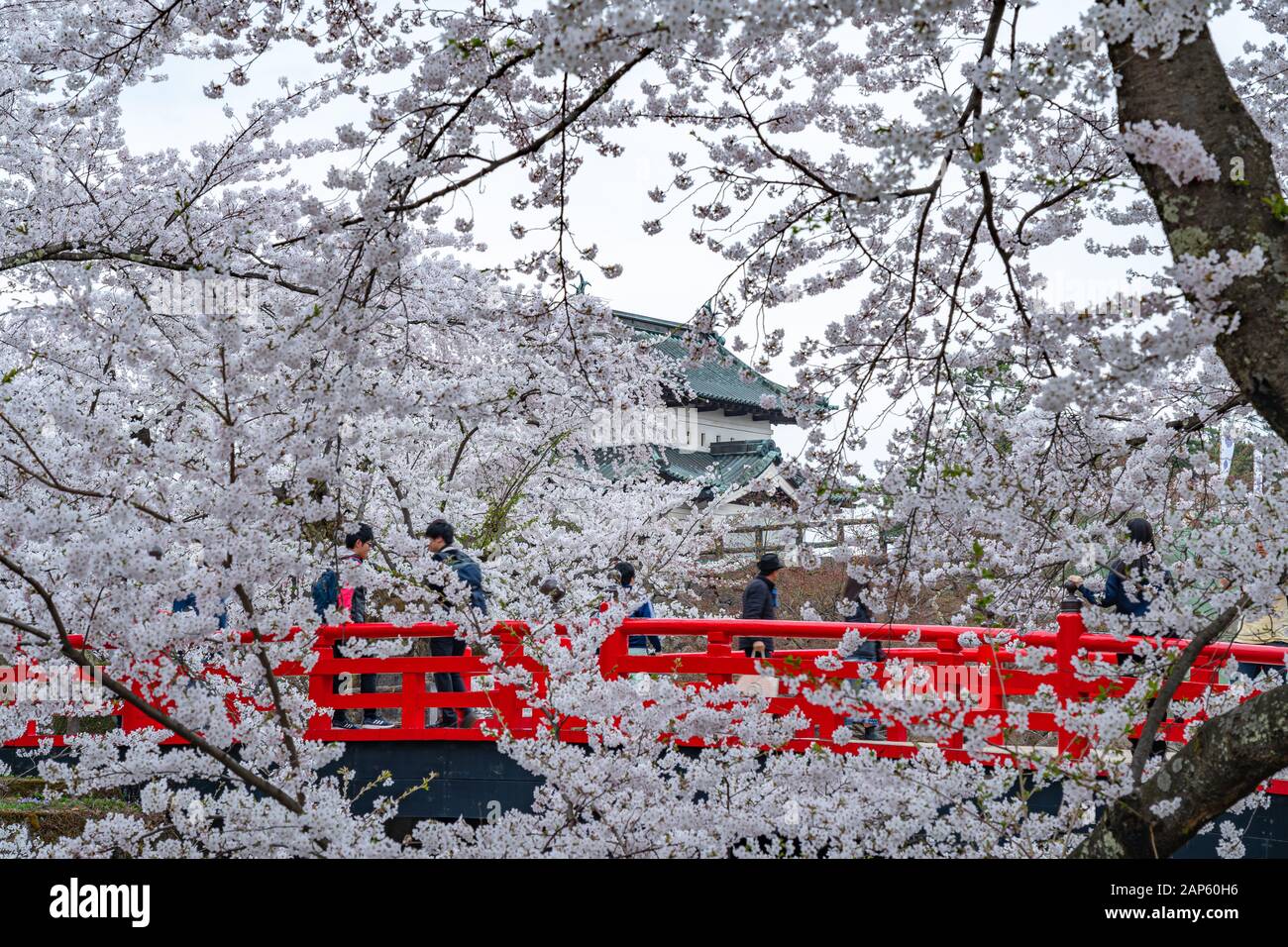 Parc du château de Hirosaki cerisiers en fleurs au printemps saison ensoleillée jour matin. Beauté fleur pleine fleur rose sakura fleurs à la moat intérieure. Préfecture D'Aomori Banque D'Images