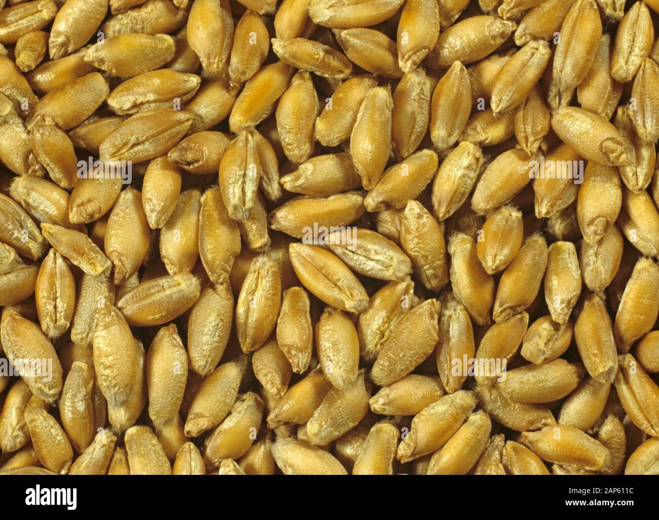 Triticale variété de semence Lasko, X Triticosecale, une croix entre céréales blé (Triticum) et le seigle (Secale) Banque D'Images