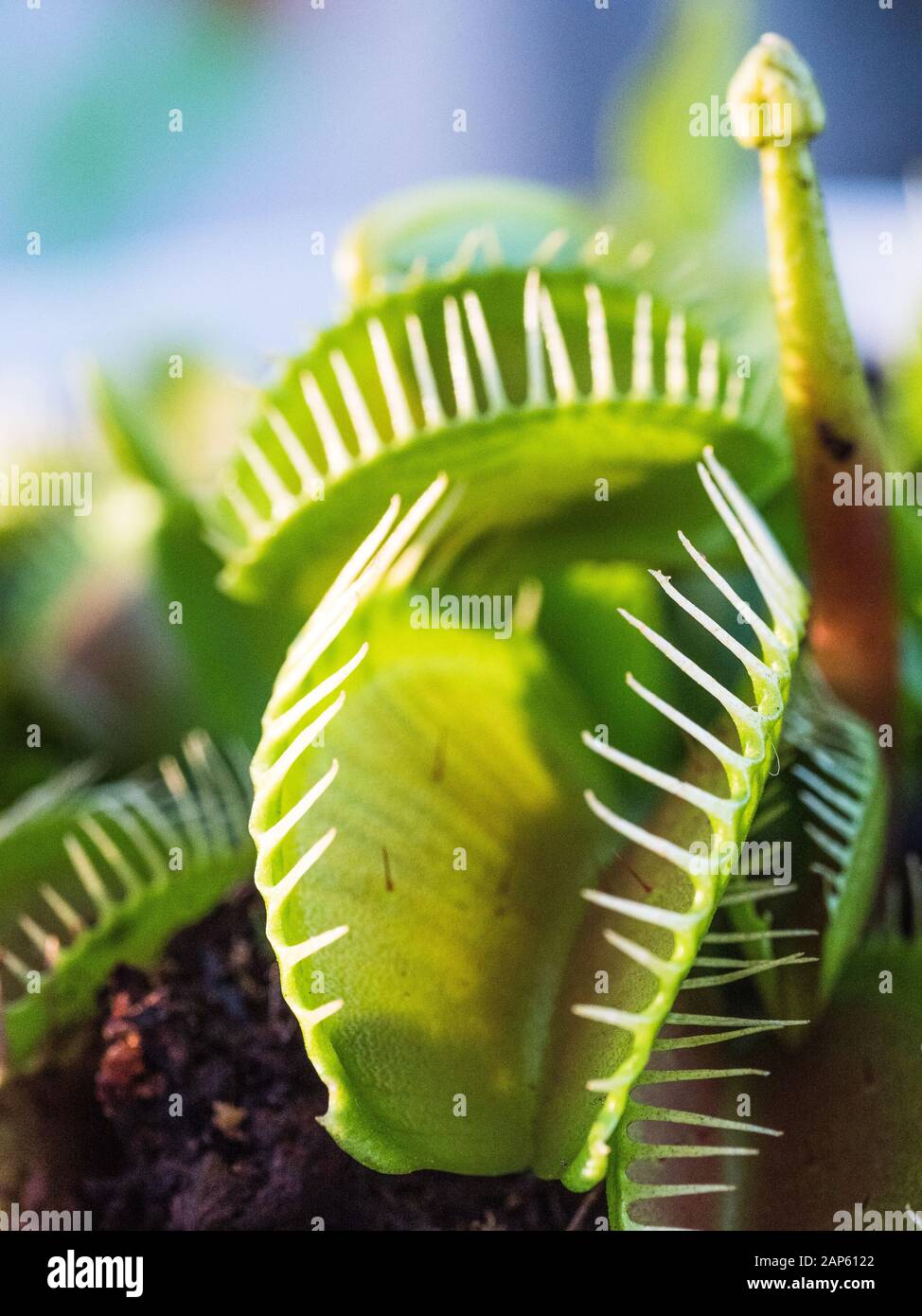 Le piège à la mouche de Vénus carnivore photographié en macro. Banque D'Images