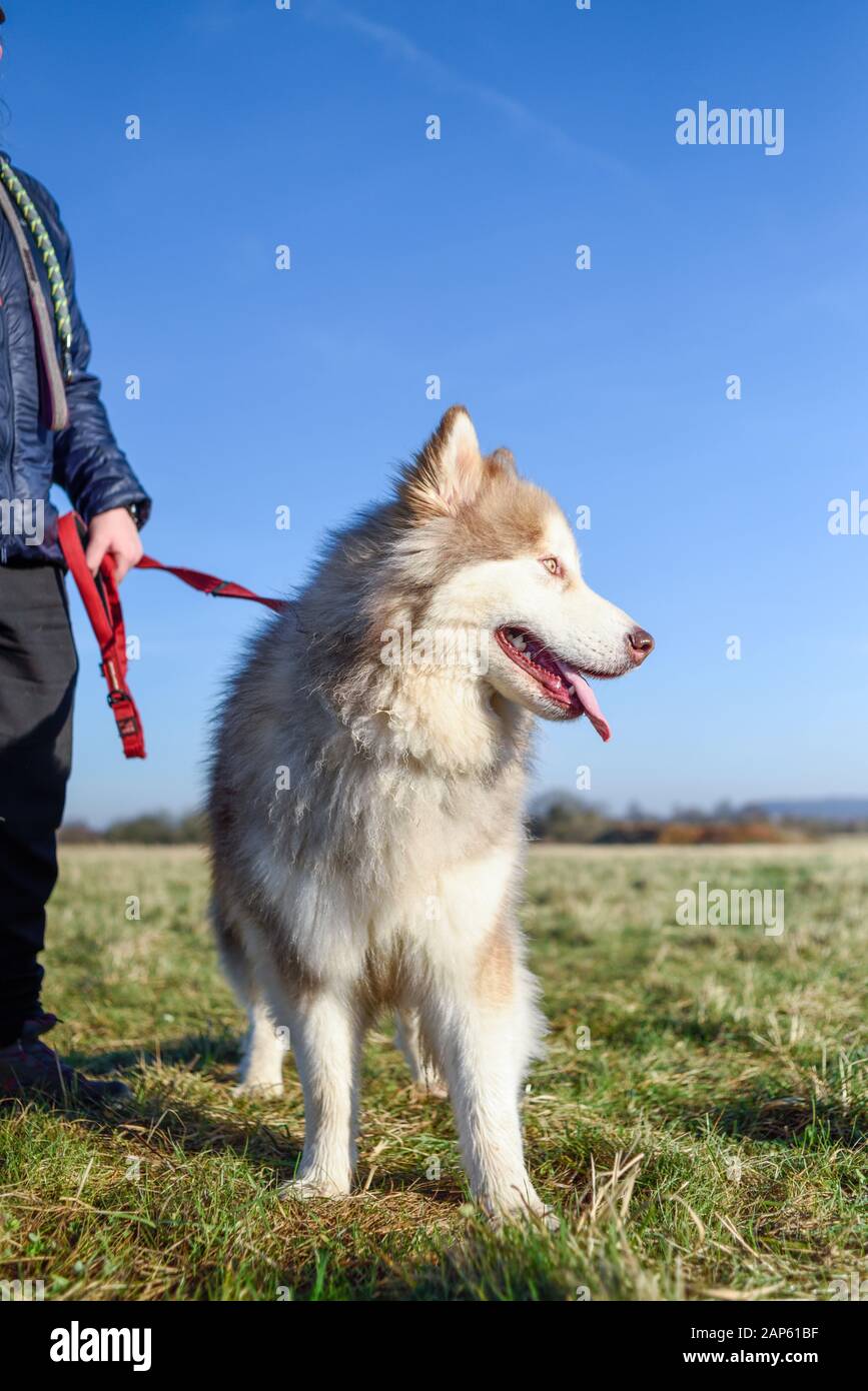 Professional Dog Walker Avec Malamute d'Alaska et races Samoyède. Banque D'Images