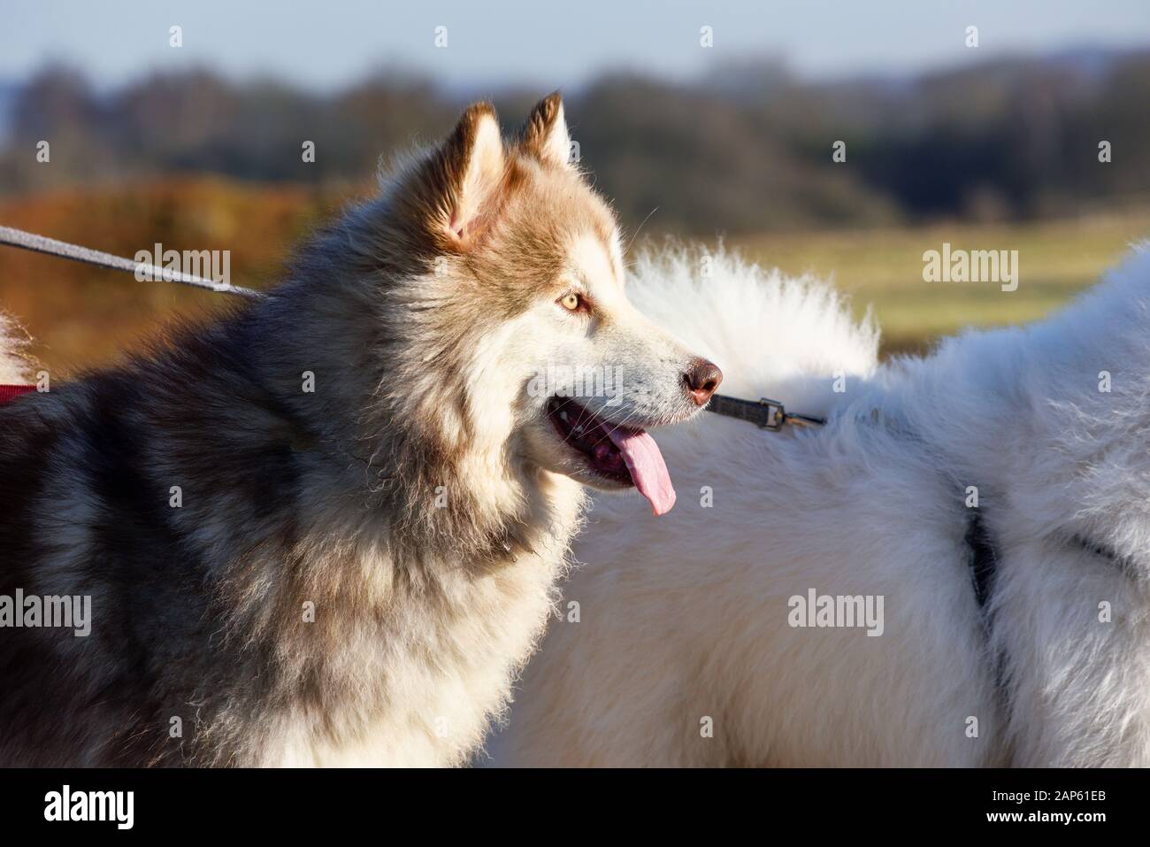 Professional Dog Walker Avec Malamute d'Alaska et races Samoyède. Banque D'Images