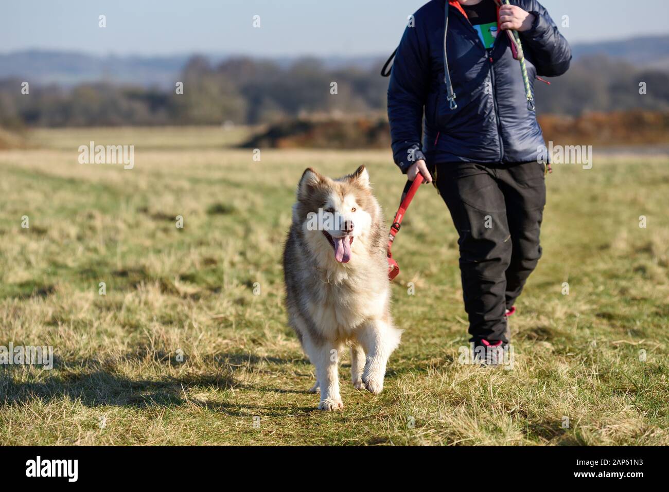 Professional Dog Walker Avec Malamute d'Alaska et races Samoyède. Banque D'Images