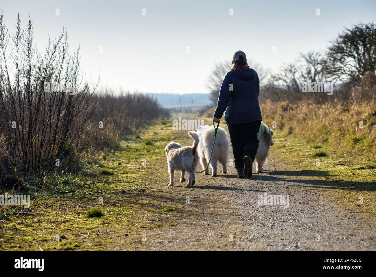 Professional Dog Walker Avec Malamute d'Alaska et races Samoyède. Banque D'Images