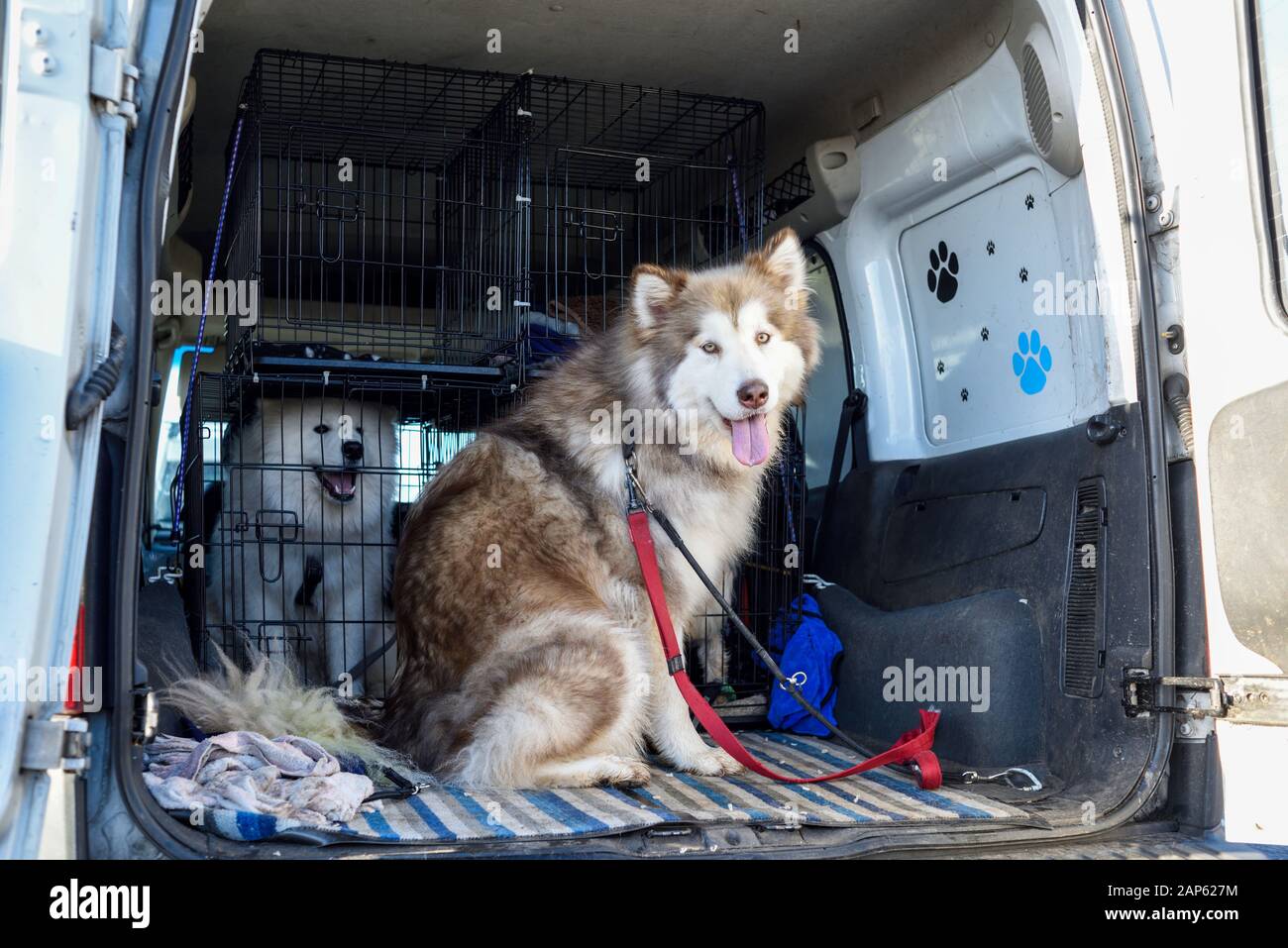 Professional Dog Walker Avec Malamute d'Alaska et races Samoyède. Banque D'Images