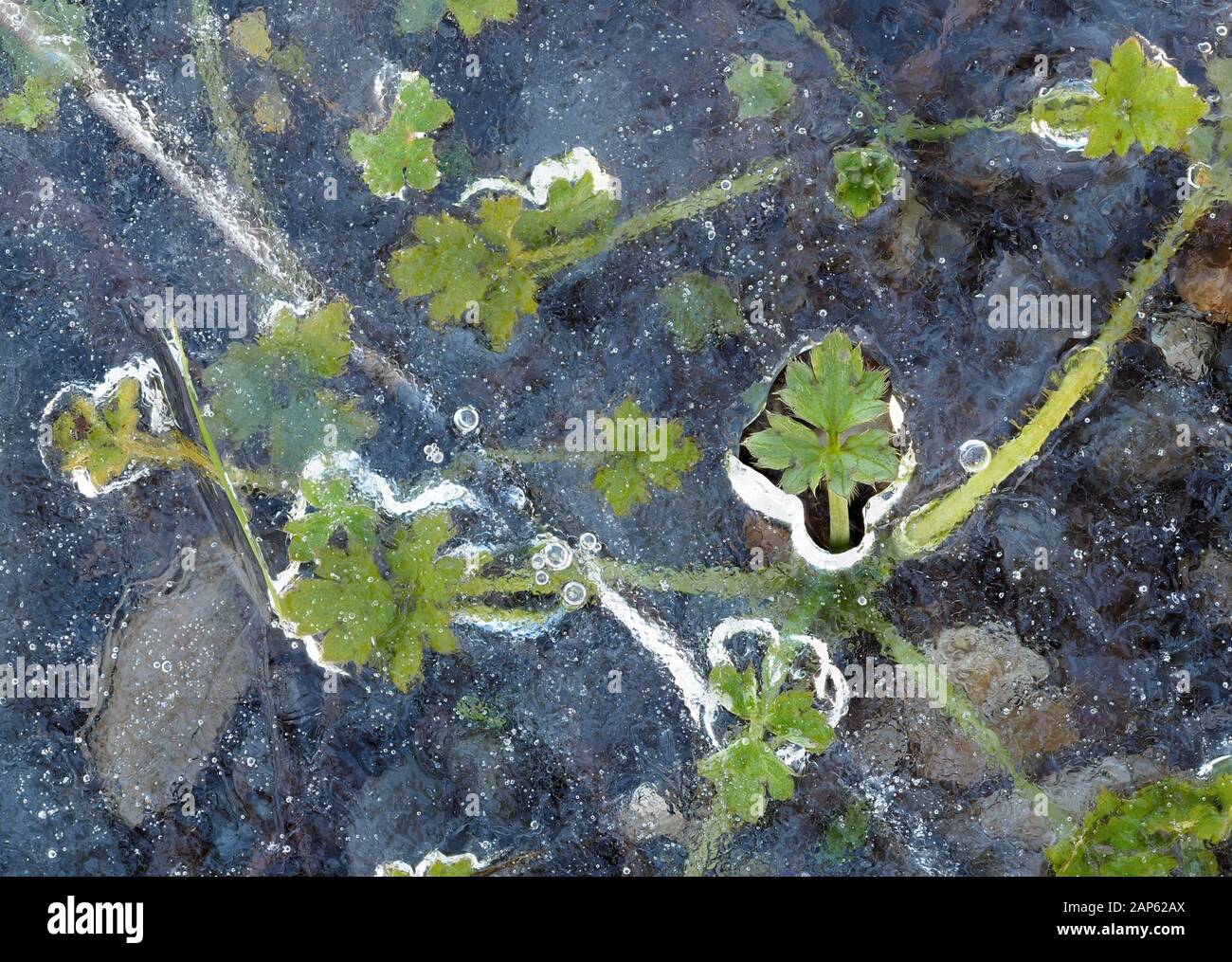 Feuilles de buttercup (Ranunculus repens) recouvertes d'une feuille de glace à l'exception d'une Banque D'Images