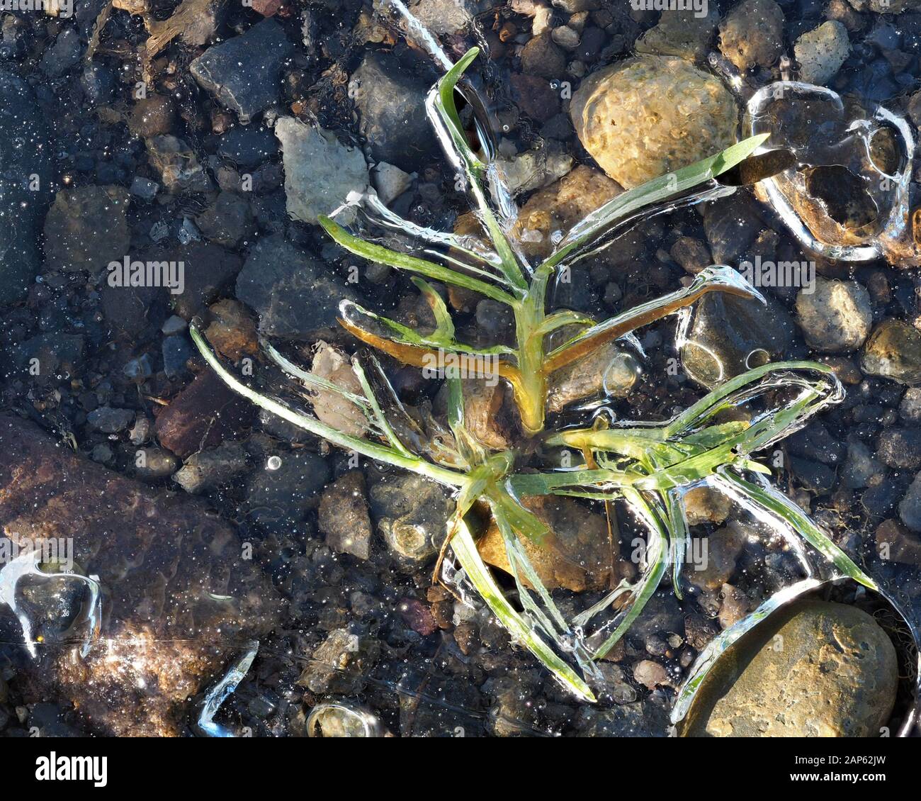 L'herbe pousse sous une couche de glace Banque D'Images