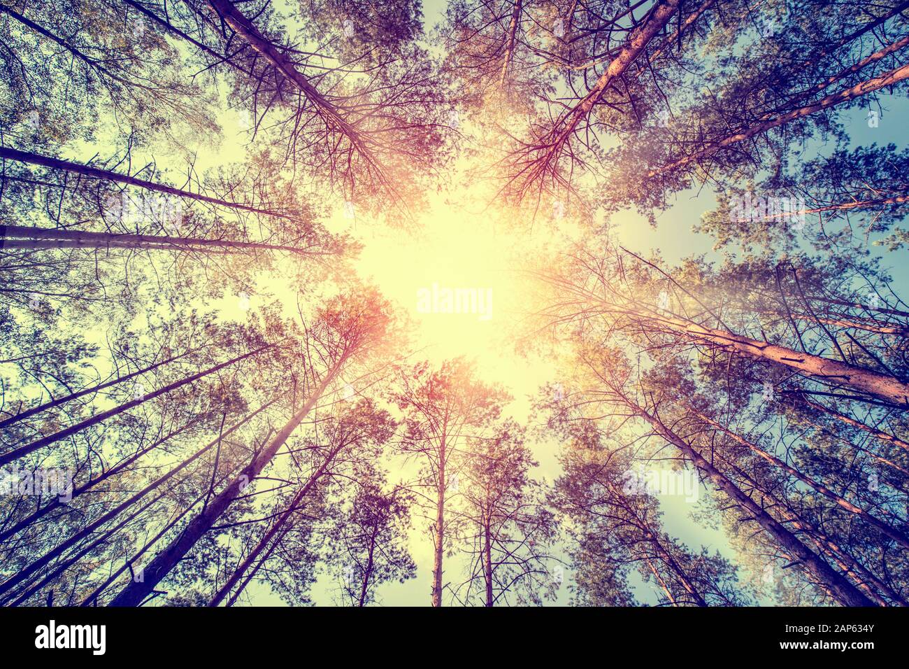 Les arbres forestiers la croissance du pin retro vintage tout droit du soleil - woodlands cèdre stock image Banque D'Images