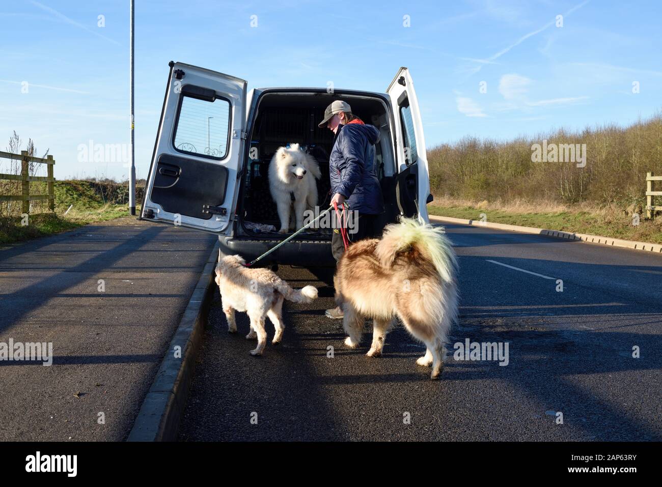 Professional Dog Walker Avec Malamute d'Alaska et races Samoyède. Banque D'Images