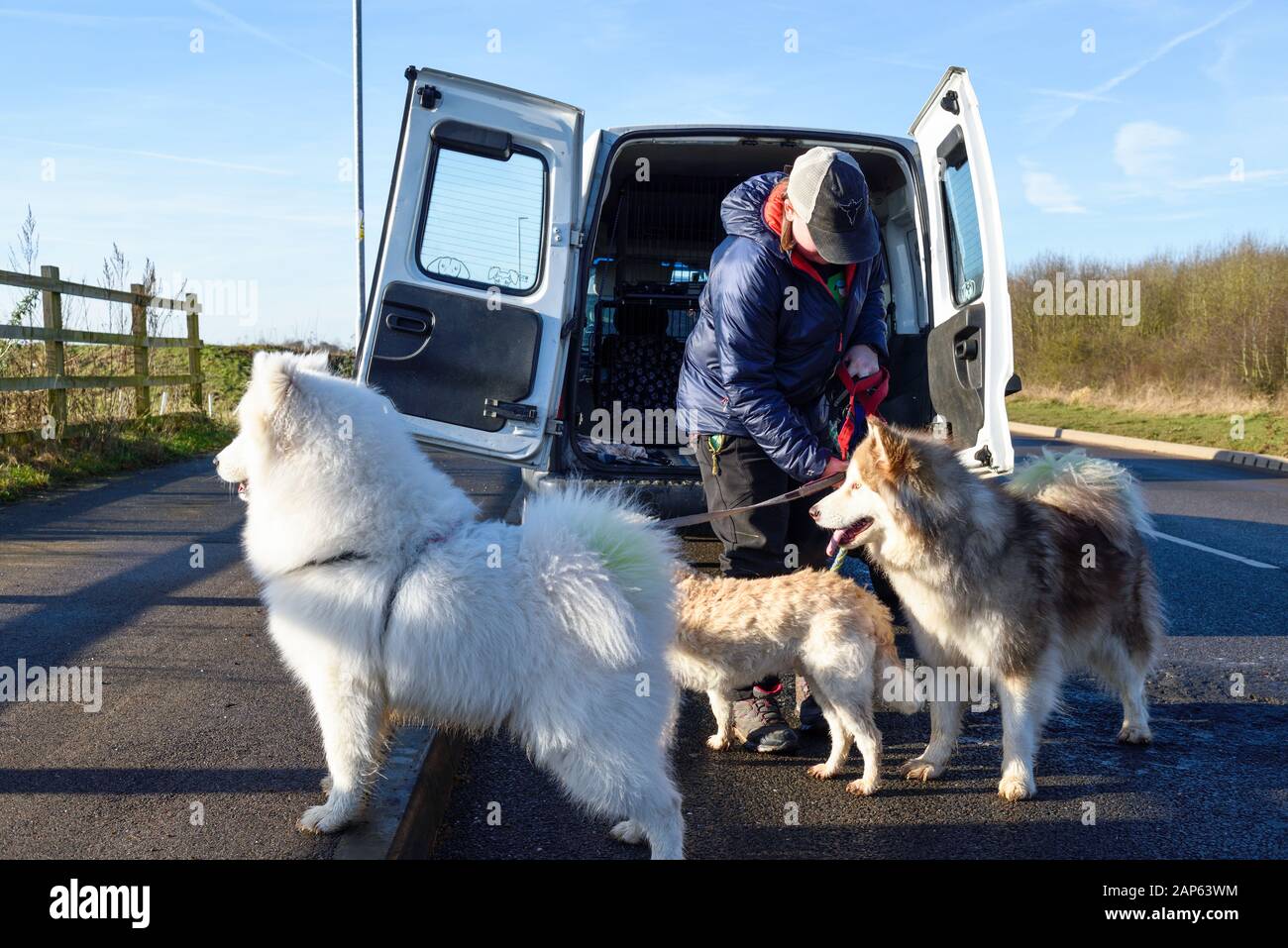 Professional Dog Walker Avec Malamute d'Alaska et races Samoyède. Banque D'Images