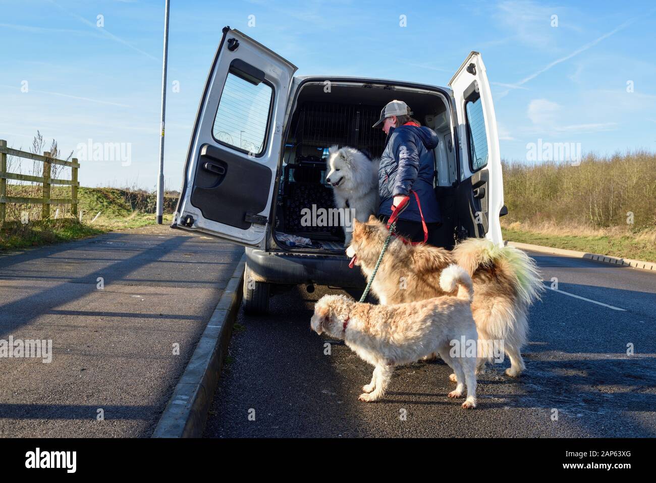 Professional Dog Walker Avec Malamute d'Alaska et races Samoyède. Banque D'Images