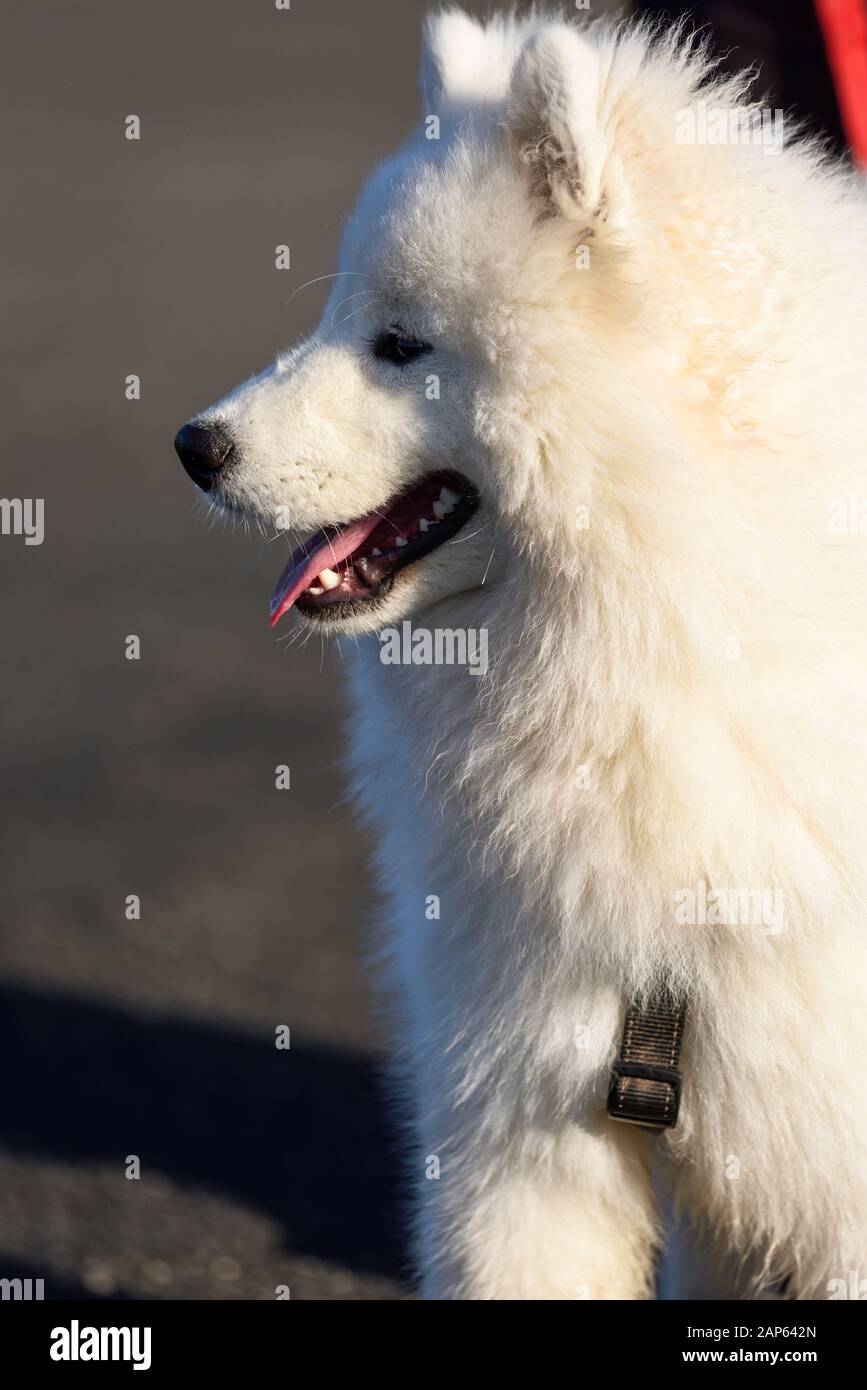 Professional Dog Walker Avec Malamute d'Alaska et races Samoyède Samoyède.Portrait. Banque D'Images